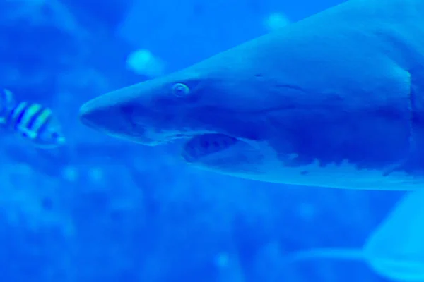 Head focus close up shot of Sandbar Silvertip Sharks in a blue w — Stock Photo, Image