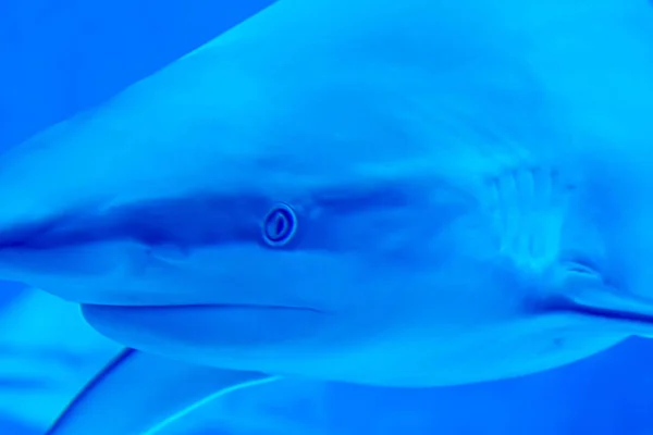 Foco principal close-up tiro de Sandbar Silvertip tubarões em um w azul — Fotografia de Stock