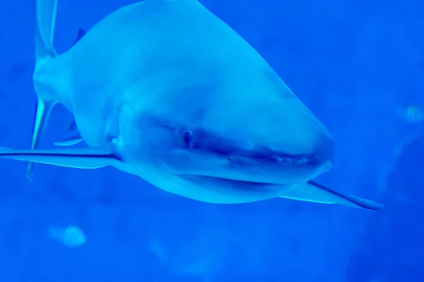 Kopffokus Nahaufnahme von Sandbank Silvertip Haien in einem blauen w — Stockfoto