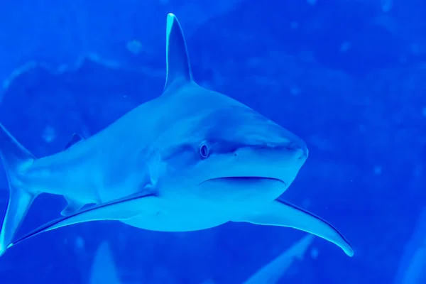 Kopffokus Nahaufnahme von Sandbank Silvertip Haien in einem blauen w — Stockfoto