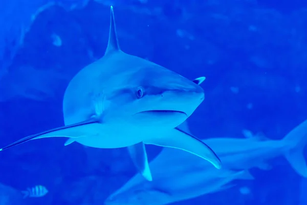 Head focus close up shot of Sandbar Silvertip Sharks in a blue w — Stock Photo, Image