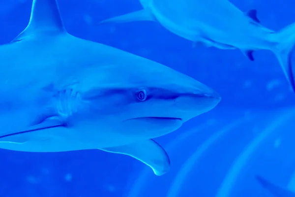 Fokus kepala close up shot dari Sandbar Silvertip Sharks in a blue w — Stok Foto