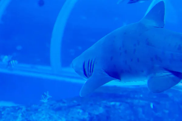 Head focus close up shot of Sandbar Silvertip Sharks in a blue w — Stock Photo, Image