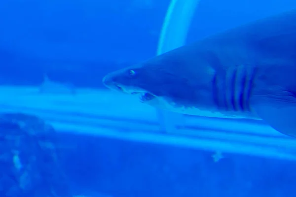 Hoofdfocus close up shot van Sandbar Silvertip haaien in een blauwe w — Stockfoto