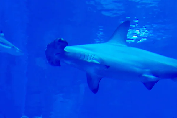 Mise au point de la tête plan rapproché de la tête du marteau Requins dans une eau bleue a — Photo