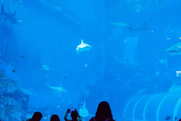 Сосредоточьтесь на снимке песочницы Silvertip Sharks in a blue w — стоковое фото