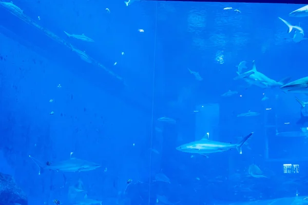 Skupina Sandbarů Silvertip Sharks v modrém vodním akváriu v — Stock fotografie