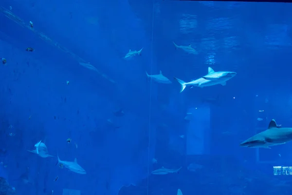 Un grupo de tiburones Silvertip Sandbar en un acuario de agua azul. i —  Fotos de Stock