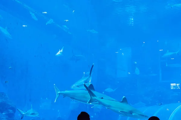 Focus testa primo piano colpo di Sandbar Silvertip Sharks dal aq — Foto Stock