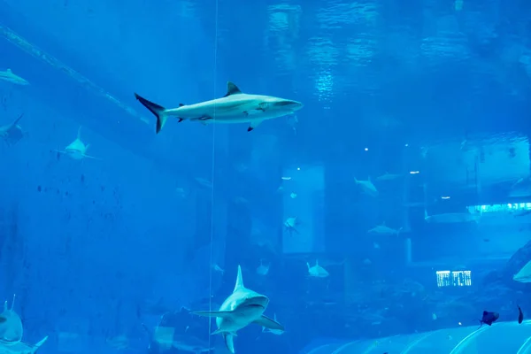 Un gruppo di Sandbar Silvertip Sharks in un acquario blu. i — Foto Stock