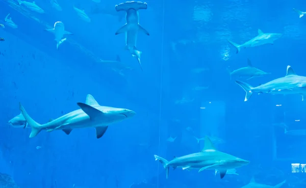 Un grupo de tiburones Silvertip Sandbar en un acuario de agua azul. i —  Fotos de Stock