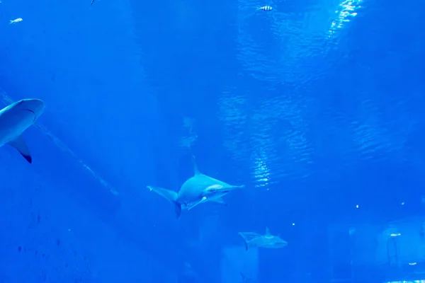 Un gruppo di Sandbar Silvertip Sharks in un acquario blu. i — Foto Stock