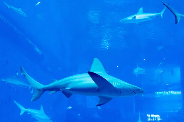 Un gruppo di Sandbar Silvertip Sharks in un acquario blu. i — Foto Stock