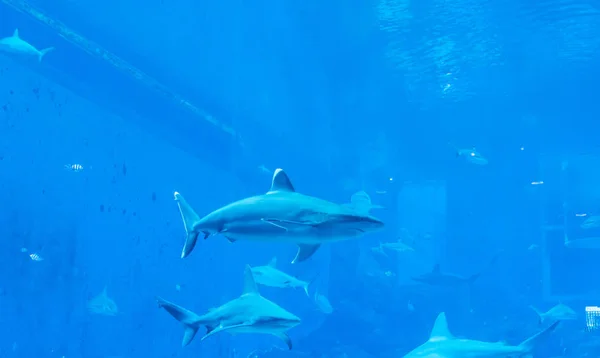 A group of Sandbar Silvertip Sharks in a blue water aquarium.  i — Stock Photo, Image