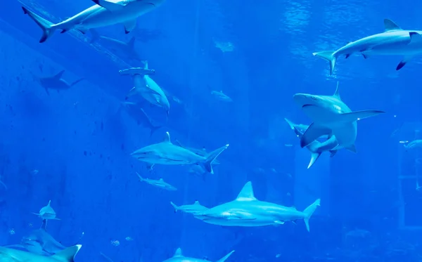 Sekelompok Sandbar Silvertip Sharks di akuarium air biru. Aku... — Stok Foto