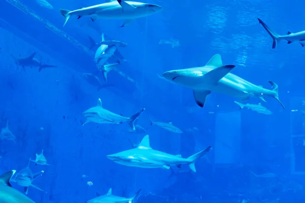 Un gruppo di Sandbar Silvertip Sharks in un acquario blu. i — Foto Stock