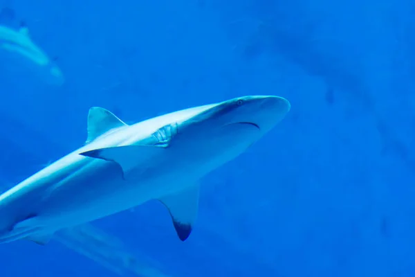 Fokus kepala close up shot dari Sandbar Silvertip Sharks in a blue w — Stok Foto