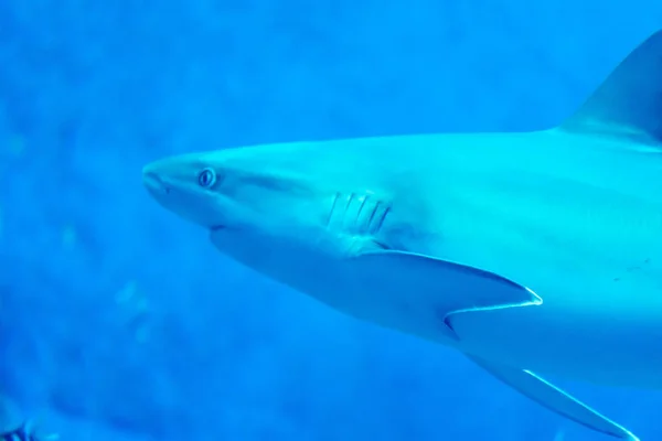 Foco principal close-up tiro de Sandbar Silvertip tubarões em um w azul — Fotografia de Stock