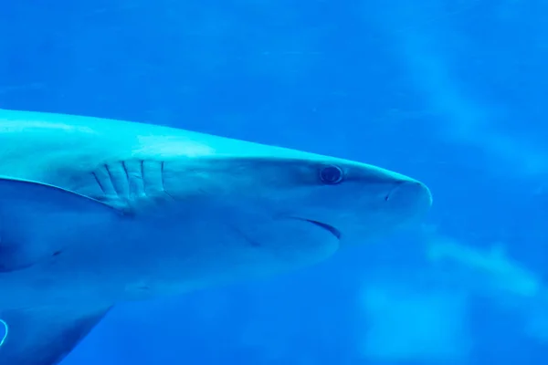 Head fókusz közelről lövés Sandbar Silvertip cápák kék w — Stock Fotó