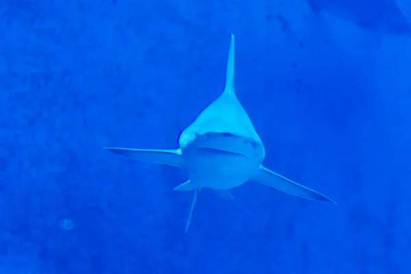 Enfoque principal plano de Sandbar Silvertip Sharks en una w azul — Foto de Stock