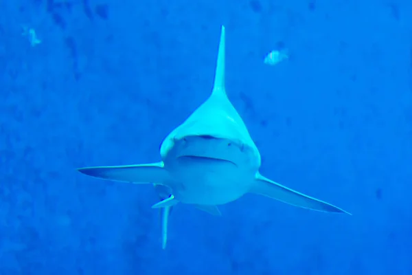 Head focus close up shot of Sandbar Silvertip Sharks in a blue w — Stock Photo, Image