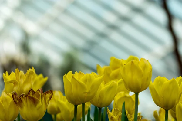 Macro shot of yellow parrot tulips with blurry background image with some space for text