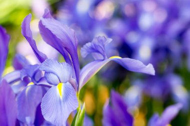 mor çiçekler yatay tam uzunlukta closeup çekim görüntü arka plan
