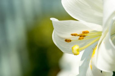 Yatay tam uzunlukta bulanık atış yumuşak bulanık yeşil arka plan görüntüsü ile metin için bazı yer ile beyaz çiçek