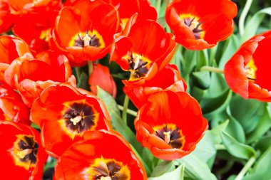 Bulanık yeşil arka planda bir çiçek bahçesi ile renkli kırmızı çiçekler makro çekim