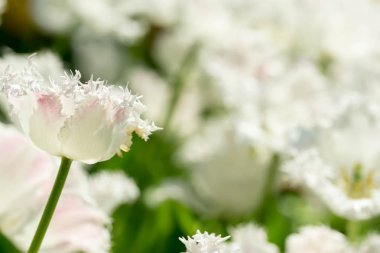 Flora Park Singapur bulanık arka plan beyaz çiçek yatağı