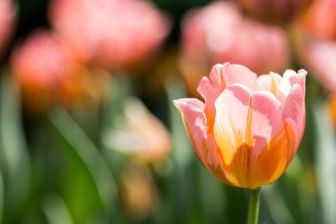 Singapur 'da bir çiçek bahçesinde turuncu laleler yeşil bulanık arkaplanlı