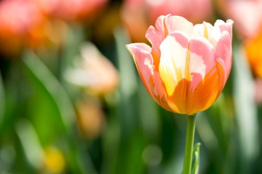 Singapur 'da bir çiçek bahçesinde turuncu laleler yeşil bulanık arkaplanlı