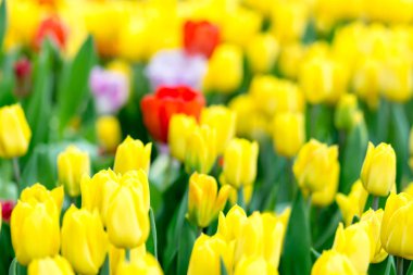 Singapur 'da bir çiçek bahçesinde yeşil bulanık arkaplanlı sarı laleler.