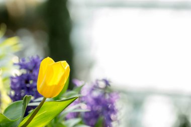 Singapur 'da bir çiçek bahçesinde yeşil bulanık arkaplanlı sarı laleler.