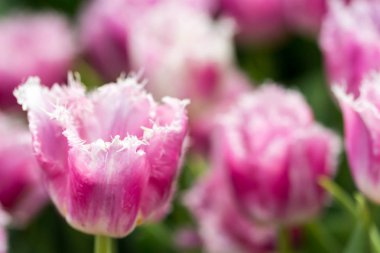 Singapur 'da bir çiçek bahçesinde yeşil arka planlı mor laleler.