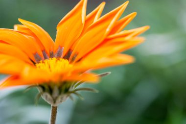 Portakal çiçeği Singapur bir çiçek bahçesinde bulanık yeşil arka plana sahip makro çekim
