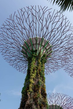supertree Singapur bahçelerle bay, Singapur, 12 Ekim 2018