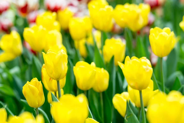 Singapur 'da bir çiçek bahçesinde yeşil bulanık arkaplanlı sarı laleler.