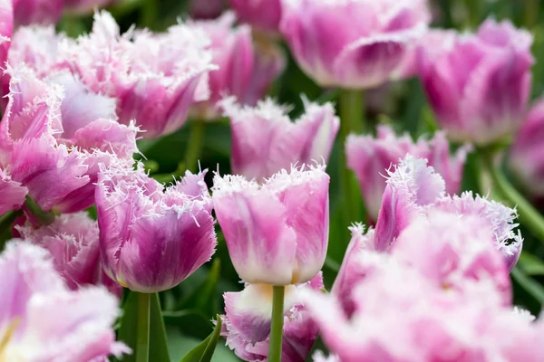 Singapur 'da bir çiçek bahçesinde yeşil arka planlı mor laleler.