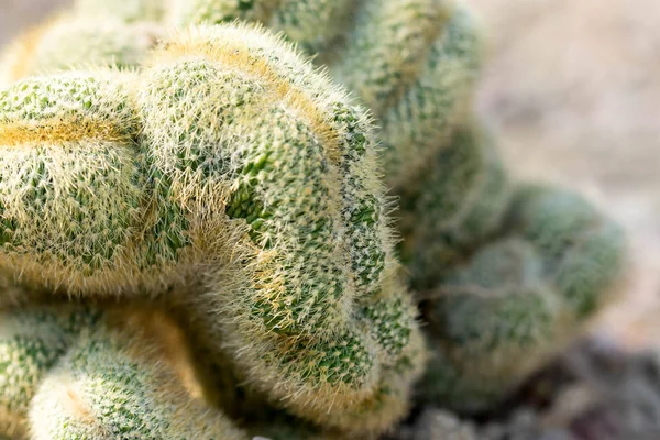 Macro Shot Green Cacti Cactus Its Thorns Spines Flower Garden — Stock Photo, Image