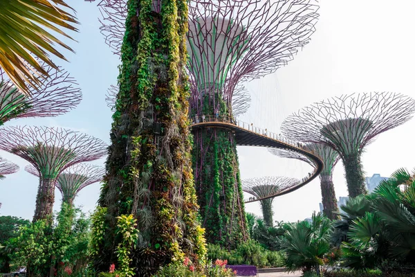 Supertree Singapore Gardens Bay Singapur Octubre 2018 — Foto de Stock