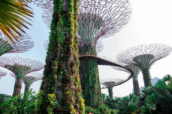 Supertree Singapore Gardens Bay Singapur Octubre 2018 — Foto de Stock