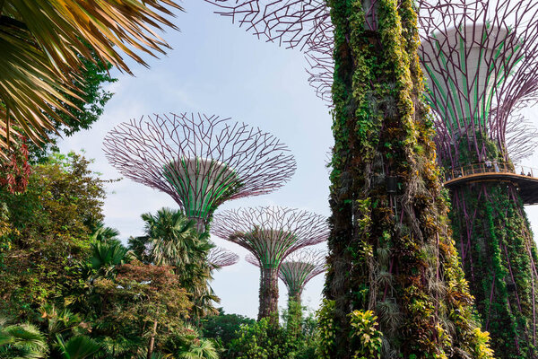 supertree Singapore gardens by the bay, Singapore, Oct 12, 2018