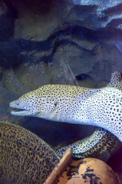 Müren balığı ya da Singapur bir sualtı deniz akvaryum Muraenidae
