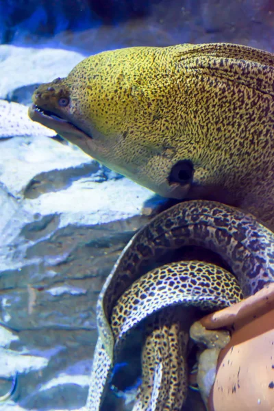 Muränor Eller Muraenidae Ett Undervattens Havet Akvarium Singapore — Stockfoto