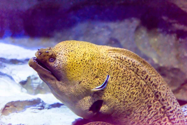 Muränor Eller Muraenidae Ett Undervattens Havet Akvarium Singapore — Stockfoto