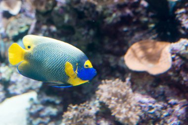 İki spined angelfish, esmer melek balığı veya mercan güzellik mercan ve bitkiler ile bir akvaryum deniz angelfish