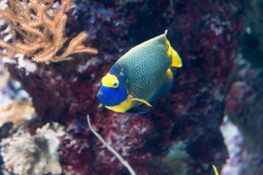 İki spined angelfish, esmer melek balığı veya mercan güzellik mercan ve bitkiler ile bir akvaryum deniz angelfish