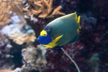 İki spined angelfish, esmer melek balığı veya mercan güzellik mercan ve bitkiler ile bir akvaryum deniz angelfish