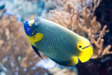 İki spined angelfish, esmer melek balığı veya mercan güzellik mercan ve bitkiler ile bir akvaryum deniz angelfish